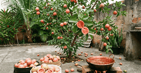 Foto: (Imagem sem texto alternativo disponivel ID [2741082])