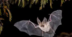 Foto: (Imagem sem texto alternativo disponivel ID [2707758])