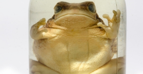 USP celebra 80 anos com mostra conjunta dos acervos de seus Museus