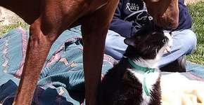 “Castração Gratuita de Cães e Gatos” abre as inscrições neste domingo