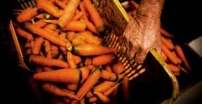 Plataforma liga pequeno agricultor a consumidor de orgânicos