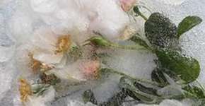 Foto: (Imagem sem texto alternativo disponivel ID [1867752])