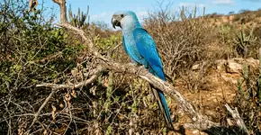 Foto: (Imagem sem texto alternativo disponivel ID [2759963])