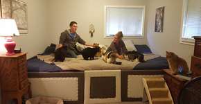 Casal constrói cama maior para acolher 5 gatos e 2 cães