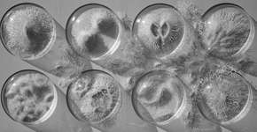 Artista cria impressionantes bactérias feitas de papel