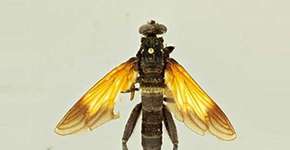 Novas espécies de moscas são gigantes e têm cara de marimbondo