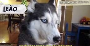 Como seria se os cachorros representassem cada signo