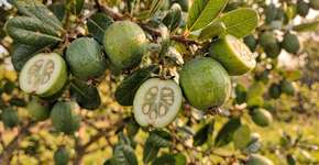 Foto: (Imagem sem texto alternativo disponivel ID [2686302])