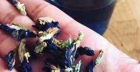 Bela Gil apresenta chá azul de poderosas propriedades medicinais