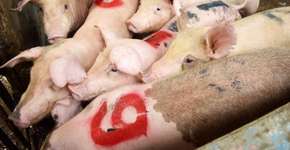 Foto: (Imagem sem texto alternativo disponivel ID [1033167])