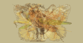 Foto: (Imagem sem texto alternativo disponivel ID [1843996])