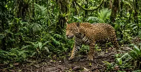 A Bolívia está prestes a soltar uma onça selvagem pela primeira vez, e essa iniciativa pode mudar para sempre a conservação dos grandes felinos na América do Sul