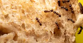 O método asiático que promete afastar formigas apenas com um ingrediente da cozinha