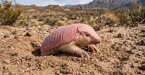 A “fada rosa” reapareceu em uma reserva em Mendoza, e seu retorno confirma que um ecossistema que parecia silencioso ainda guardava uma surpresa extraordinária