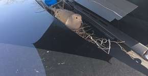 Foto: (Imagem sem texto alternativo disponivel ID [1096438])