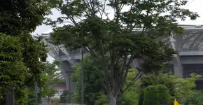 Escola a pé: veja dicas para organizar caminhadas coletivas