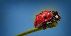 Foto: (Imagem sem texto alternativo disponivel ID [337964])