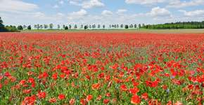 Foto: (Divulgação/DZT)