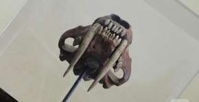 Projeto “MegaFauna” apresenta mundo dos animais pré-históricos em escolas públicas