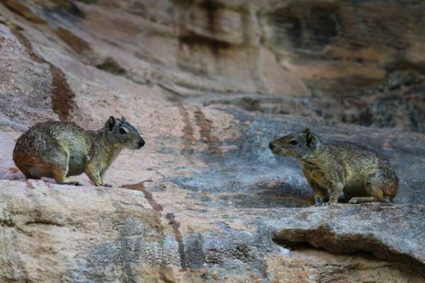 Cotias - por Eraldo Peres