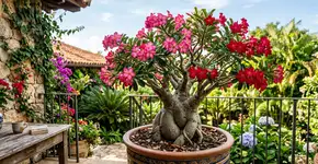 Conselhos para famílias que cultivam rosa do deserto