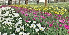 Holambra, cidade das flores o ano todo, muito além da Expoflora