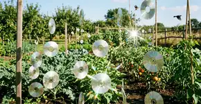Proteja suas plantas com pedaços de CD velho: o truque definitivo e super eficaz para manter os pássaros longe do seu jardim