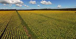 Foto: (Imagem sem texto alternativo disponivel ID [1839943])