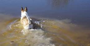 Cachorro recolhe lixo no Rio Tietê em São Paulo