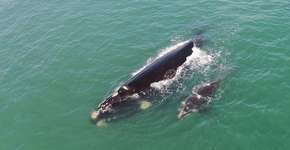 Foto: (Jean-Pierre Vasconcelos)