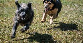 Animais resgatados da cracolândia mudam de vida e vão para adoção