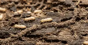 Foto: (Imagem sem texto alternativo disponivel ID [2768276])