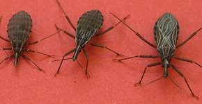 O “inseto assassino” é mais inteligente e menos cruel do que parece