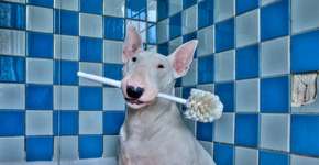 Foto: (Imagem sem texto alternativo disponivel ID [1018382])