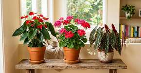 Adeus à espada-de-são-jorge: três flores para plantar em casa que crescem rapidamente, em pouco tempo