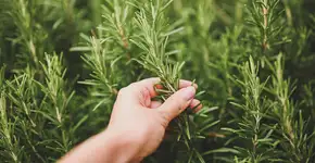 Foto: (Yuliya Taba/istock)