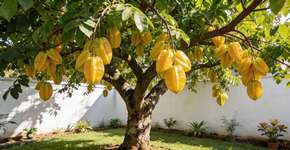 Foto: (Imagem sem texto alternativo disponivel ID [2707518])