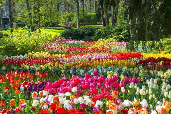 Keukenhof