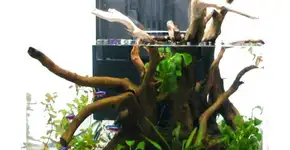 Aquário autolimpante usa plantas para manter água mais limpa
