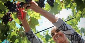 Foto: (Imagem sem texto alternativo disponivel ID [1846419])