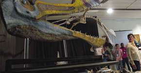 Terceiro maior fóssil de réptil no Museu Nacional da UFRJ