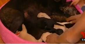 Foto: (Imagem sem texto alternativo disponivel ID [827051])