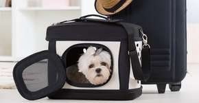 Saiba tudo sobre viagem de ônibus com animais