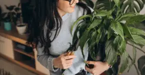 Essa planta comum pode ser a pior escolha para o seu jardim