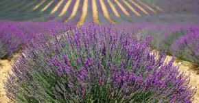 Conheça os campos de lavanda e os ateliês de arte em Cunha