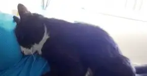 Foto: (Imagem sem texto alternativo disponivel ID [1613432])