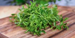 Foto: (iStock/yodaswaj)