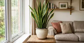 Conselhos para famílias que cultivam espada-de-são-jorge