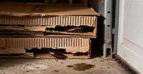 O objeto que todos temos em casa que atrai baratas