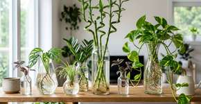 Nem vasos, nem substrato: as 5 plantas que vivem na água e ficam perfeitas em casa